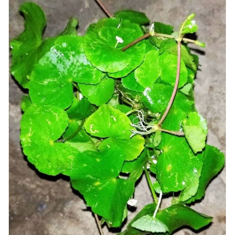 

Antanan 100gram Daun Antanan Daun Pegagan
