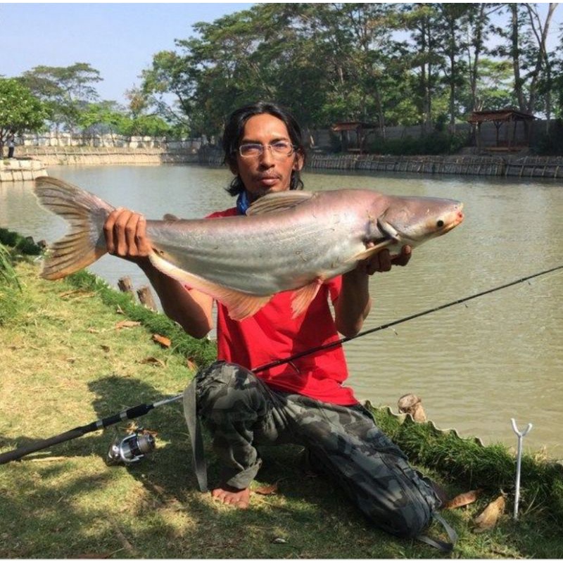 , essen r46 Essen ikan patin,galapung, Galatama,harian /esen kusus ikan patin/essen ikan air tawar