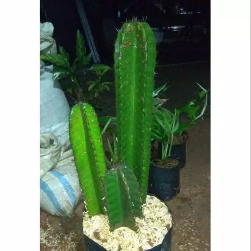 Paket Kaktus Koboi isi 3 - Kaktus Koboi