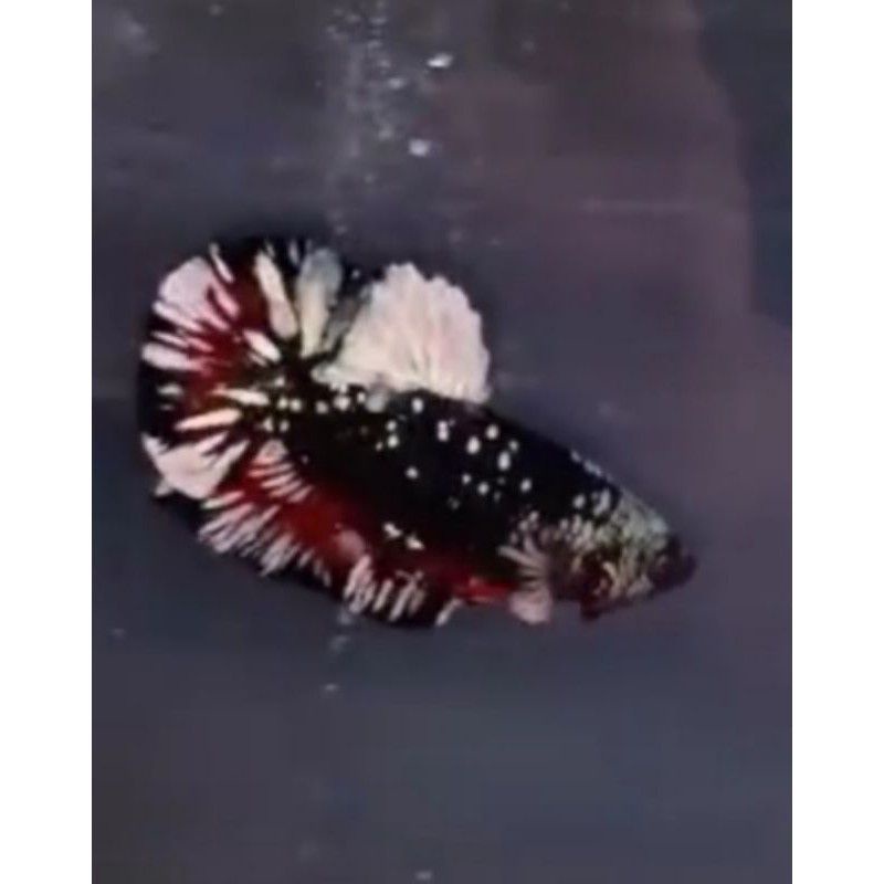 ikan cupang bahanan Avatar gold series