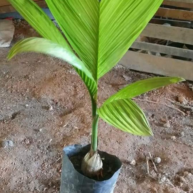 TERLARIS BIBIT POHON PINANG THAILAND PENDEK $_$