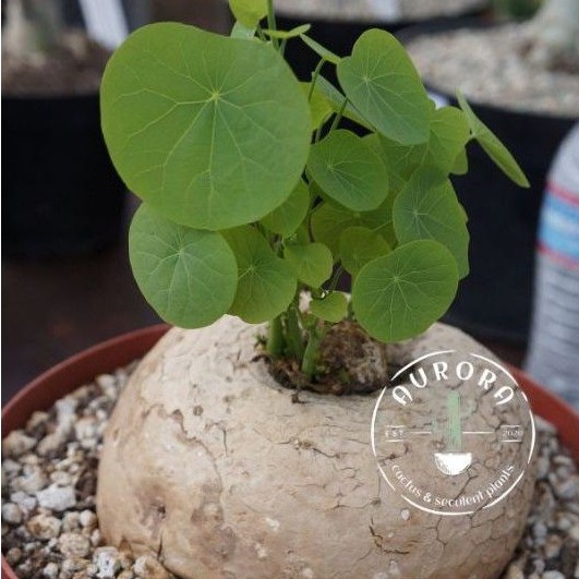 CAUDEX stephania venosa size medium