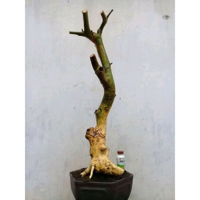 BONSAI SERUT SMALL LURUS PROSPEK