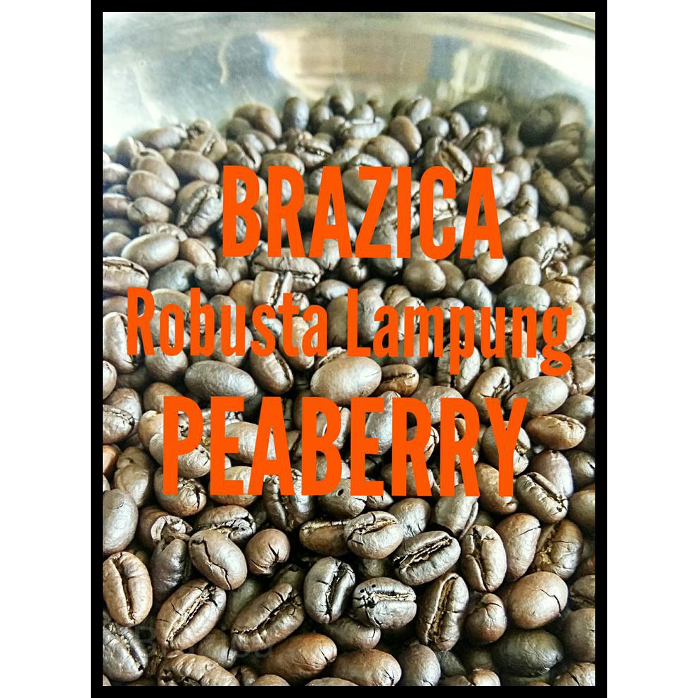

Termurah Kopi Robusta Lampung Peaberry 500 Gram "Brazica" (Biji/Bubuk) - Kopi Biji
