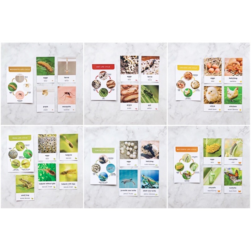 Life cycle card animal/kartu siklus hidup binatang hewan/kartu metamorfosis kupu2 kura2 semut nyamuk