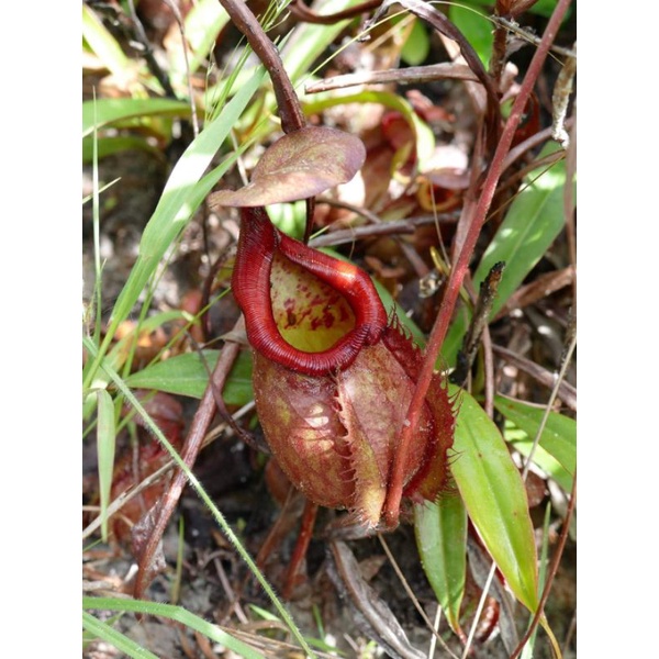 Nepenthes Hybrid ( Kampotiana x Clipeata)