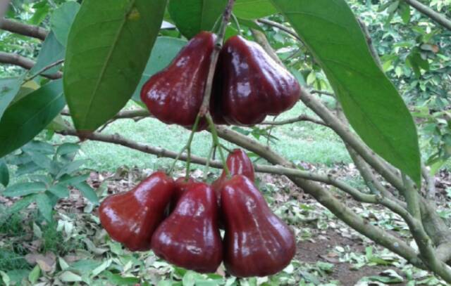 Bibit Jambu Air Black Diamond Okulasi (Jaminan Original)