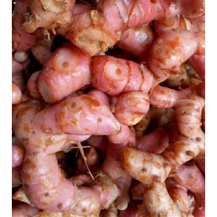 

lengkus merah 250 gr