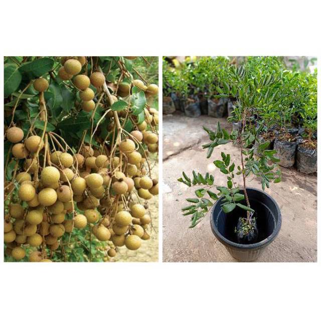 Tanaman kelengkeng pohon kelengkeng