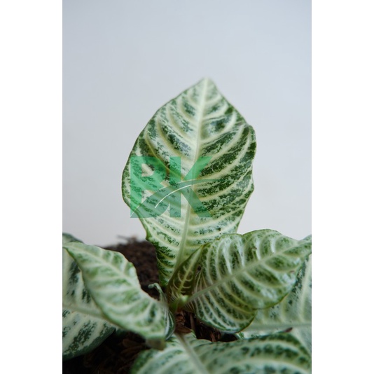 Apelandra Snow White - Tanaman hias Aphelandra snow white - Zebra plant - BAKUL KEMBANG