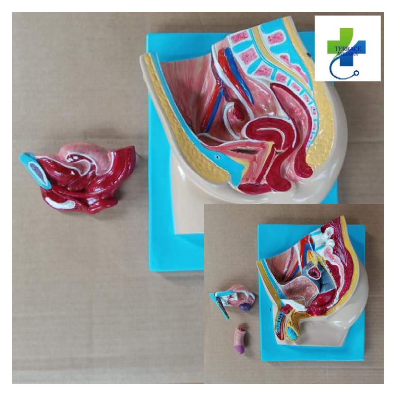 Phantom Manikin Panggul Reproduksi Pria wanita