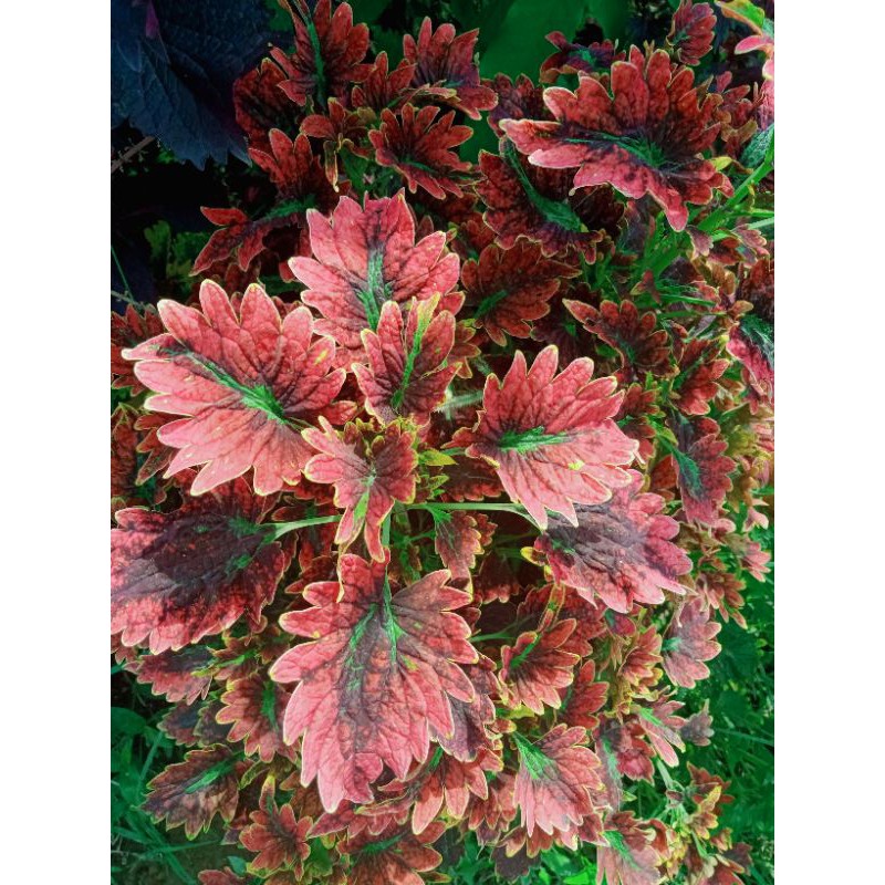 

miana_premium/miana_langka/jawerkotok/coleus