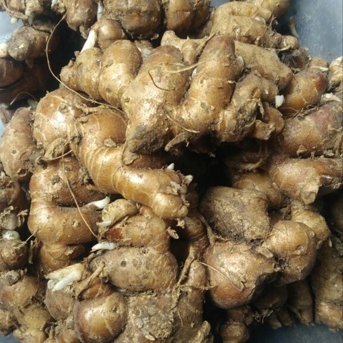 

kencur bumbu masakan 1 KG
