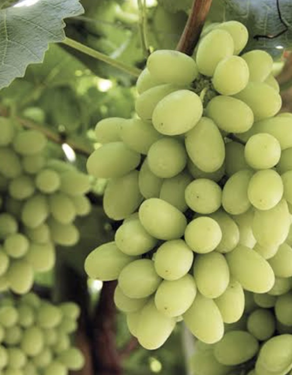 Bibit anggur import cotton candy