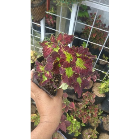 miana premium id Ratu