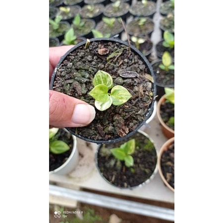 Bibit jemani mangkok varigata murah