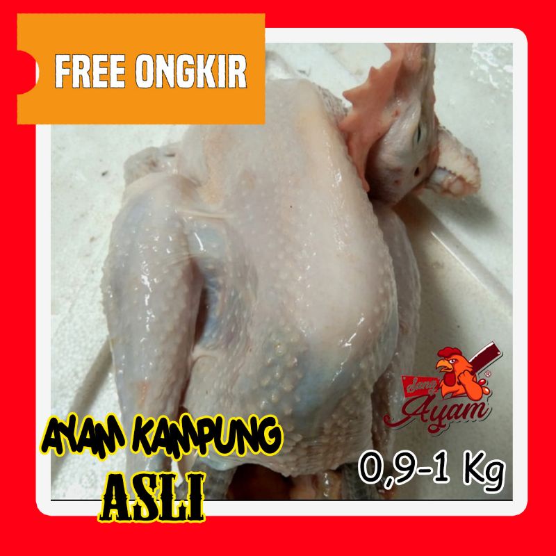 

Daging Ayam Kampung Asli Bersih Fresh 900-1000 g