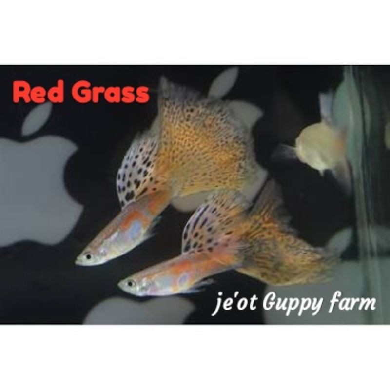Ikan Hias Guppy Red Grass