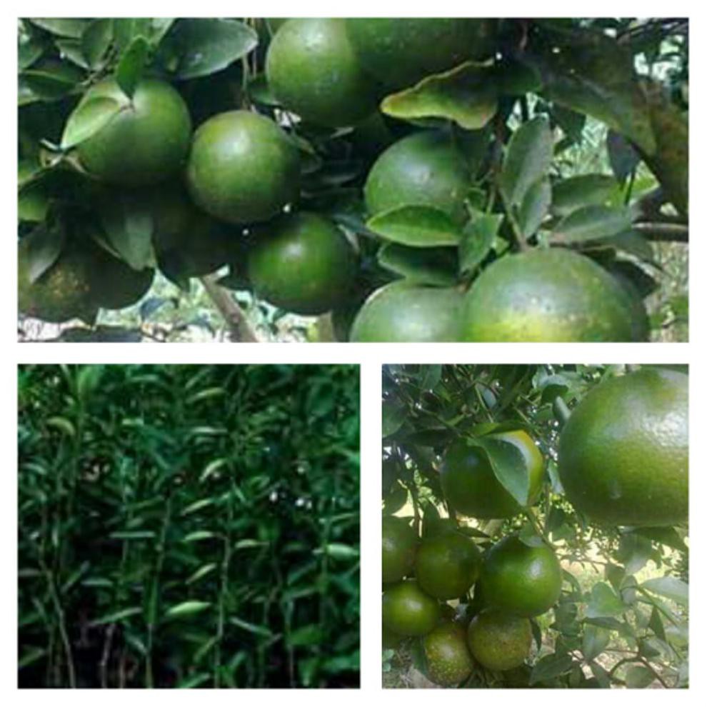 *_$1 BIBIT JERUK BW #_*