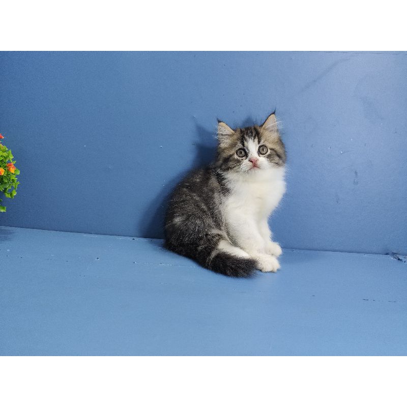 kucing ras kitten persia anggora himalaya