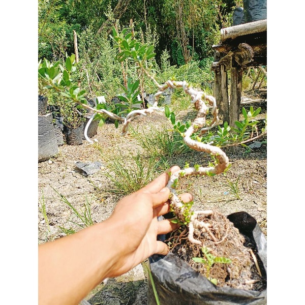 bonsai santigi mawar progam meliuk dari biji