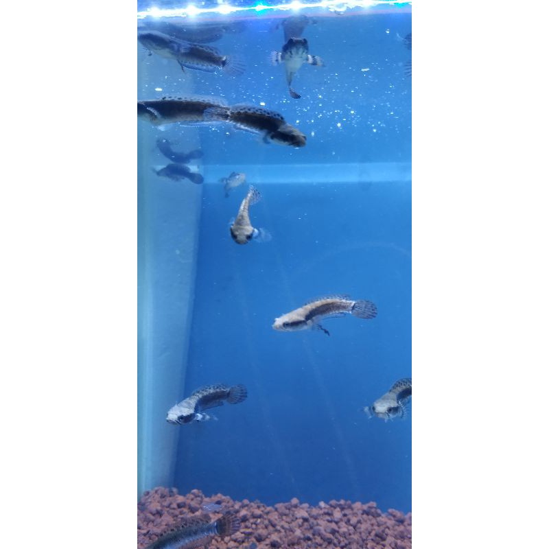 channa pulchra 7-8cm full pelet premium blue