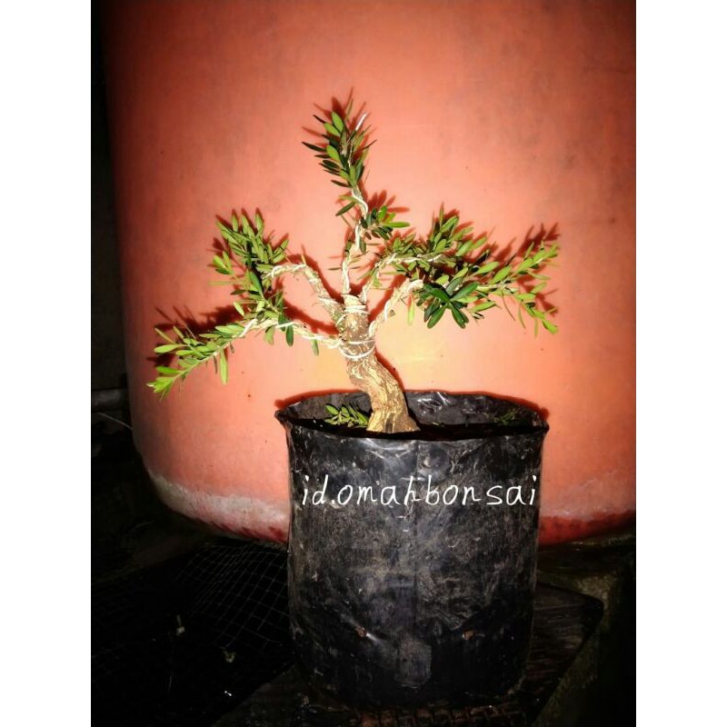 Bonsai Boxus Batang Besar (bahan)