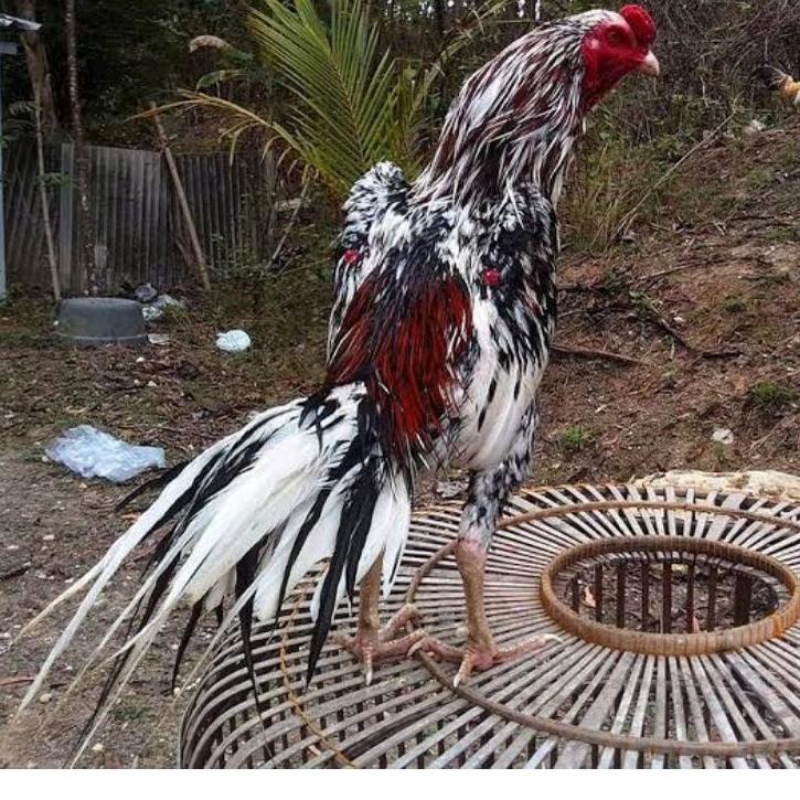 

Harga Potongan TELUR AYAM PETARUNG ADUAN BANGKOK EKOR LIDI FERTIL UNTUK DITETASKAN | Ready Stok | Termurah | Grosir