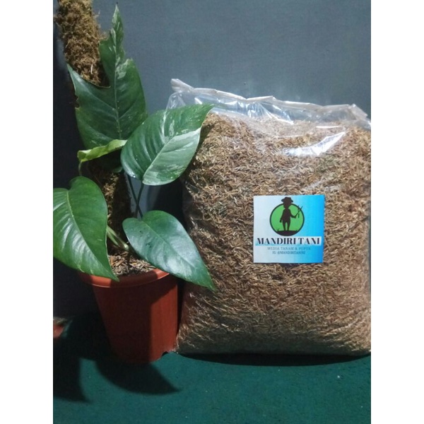 Sekam Lapuk Fermentasi