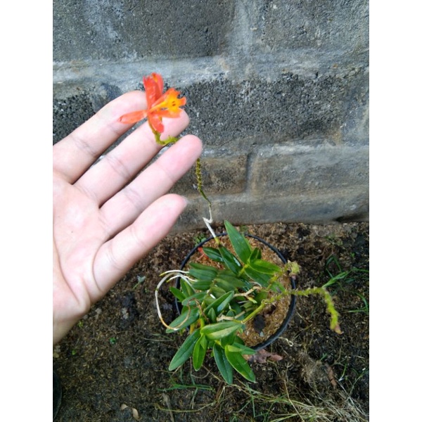 anggrek tanah/epidendrum
