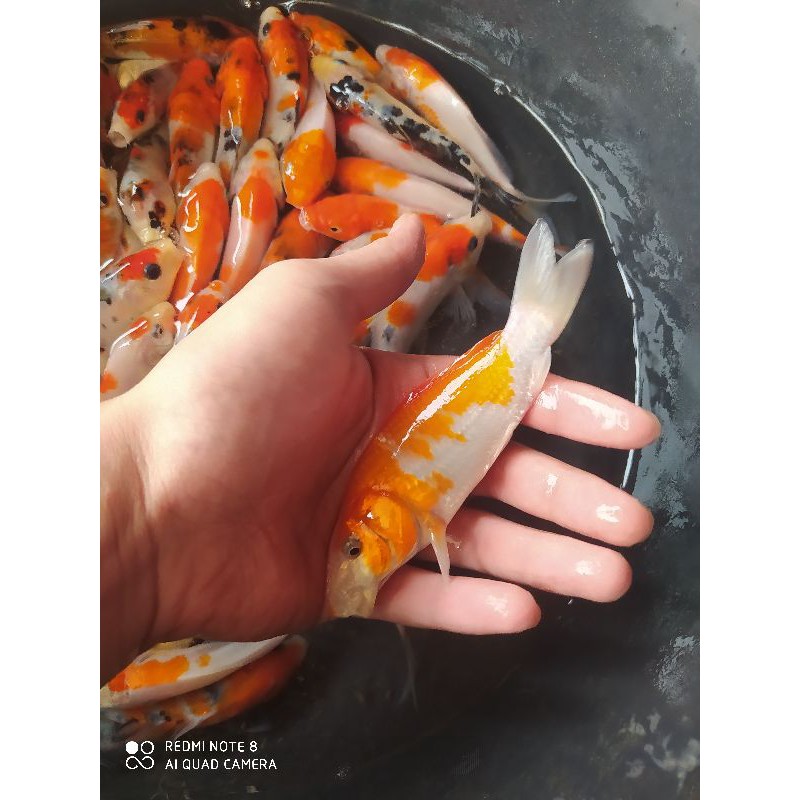 ikan koi grade A size 13-15 cm