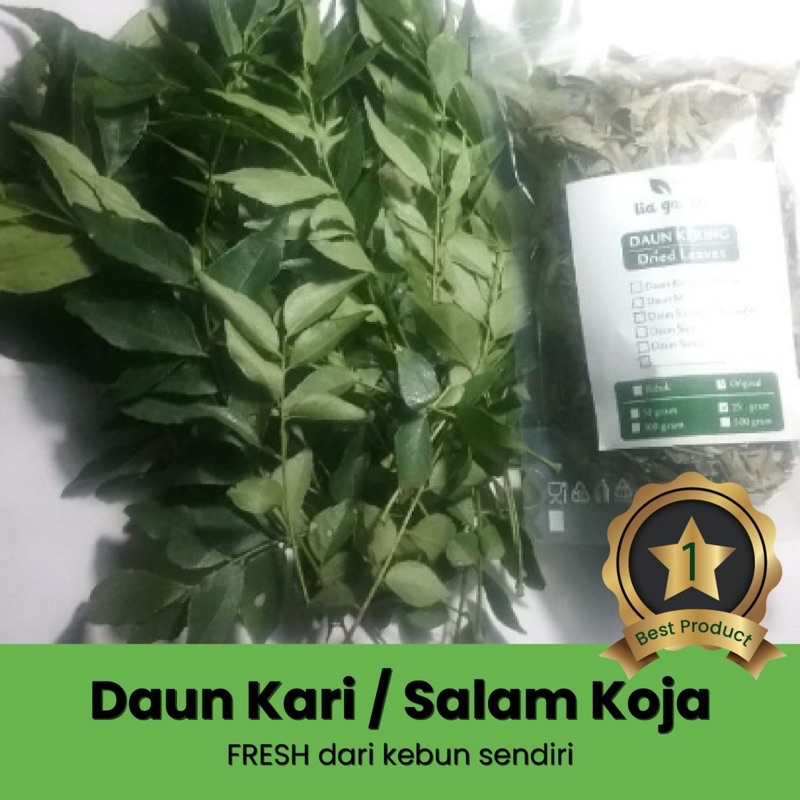 

daun salam koja / daun kari daun kare FRESH daun temuru / daun korokeling kering dan segar ready pohon salam untuk bumbu masak bahan masakan daun salam segar dan kering ready surabaya banyuwangi ecer grosir bisa supply untuk restoran