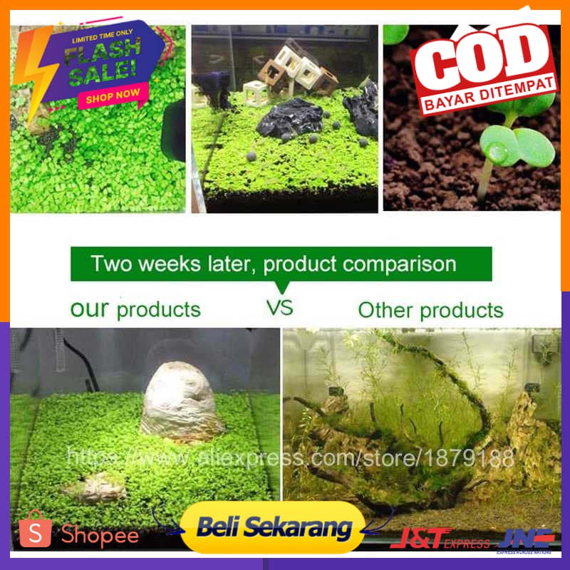 Bibit Rumput Air Dekorasi Aquarium Landscape Ornament - H0027