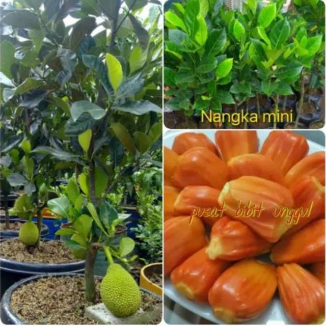 Bibit nangka mini merah