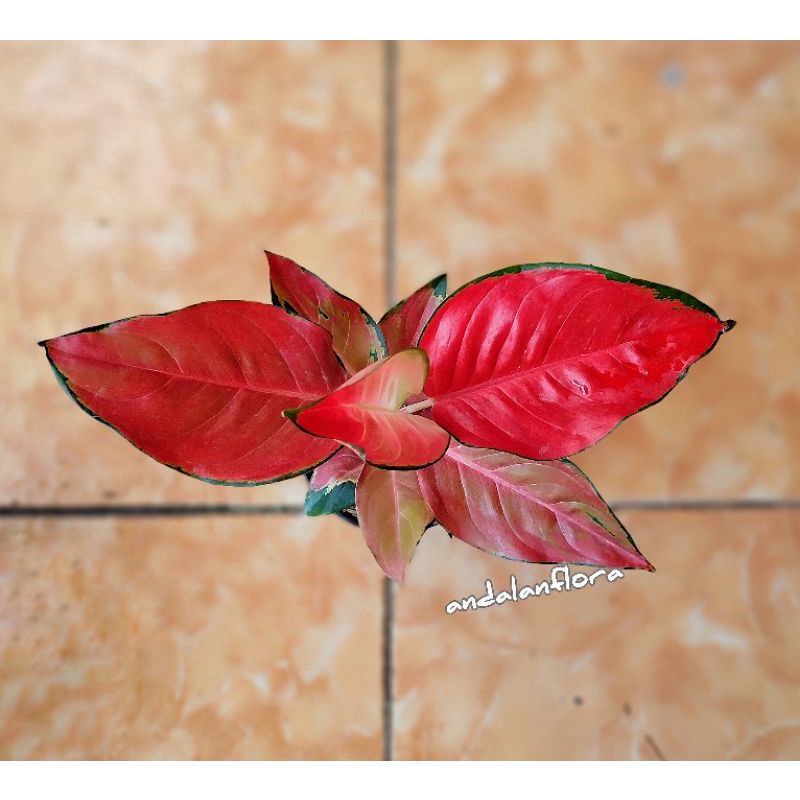 aglonema suksom jaipong culture stang pendek