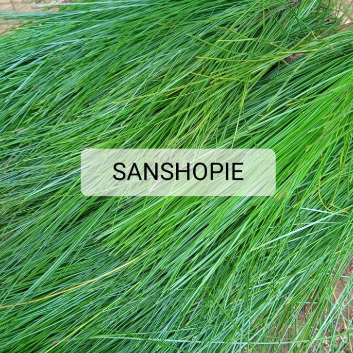 

Daun pinus segar kondisi petik lansung paket 500 gram