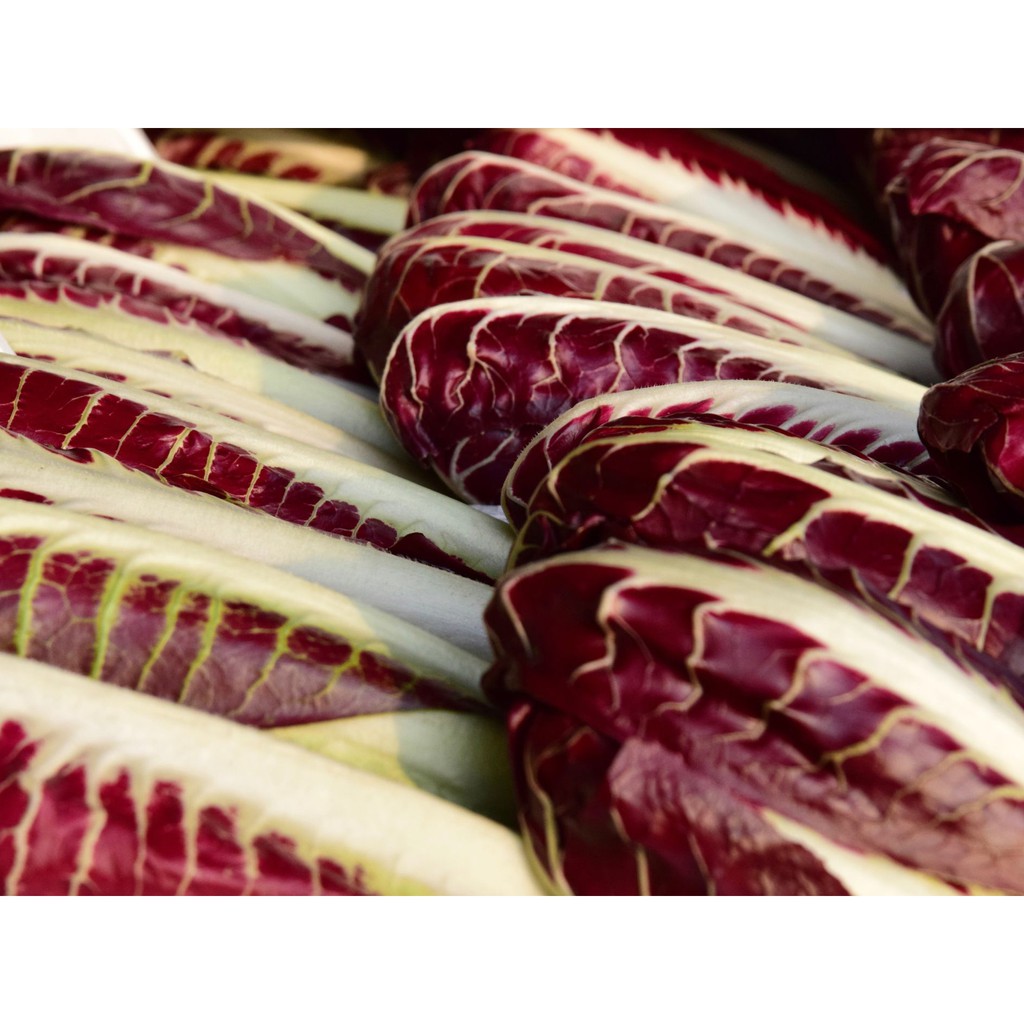 Benih Bibit Biji - Radicchio Rossa di Treviso precoce / Sawi Merah Italia Red Chicory - IMPORT