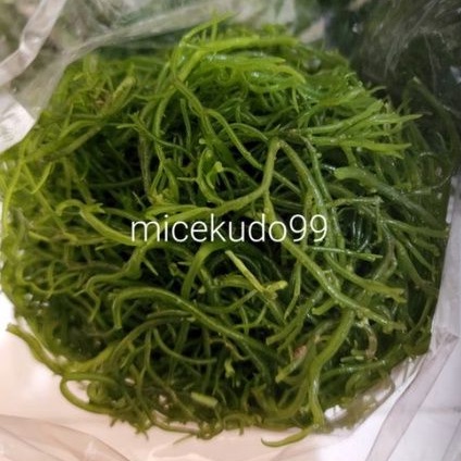 

RUMPUT LAUT SEGAR BULUNG FRESH SEAWEED HIJAU PUTIH GREEN WHITE SPINOSUM