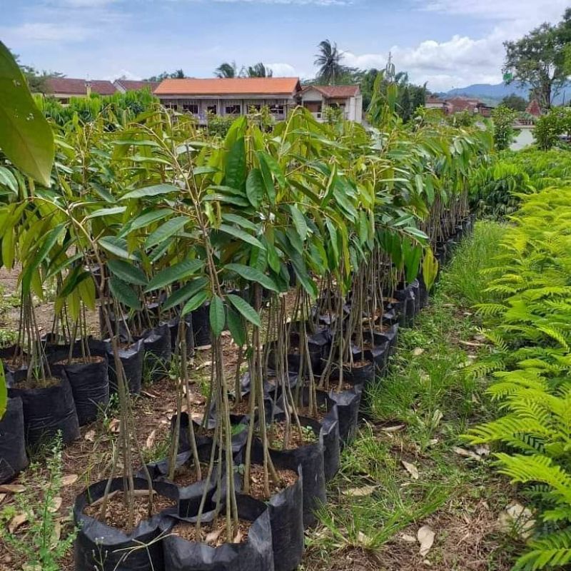 Bibit Durian Musangking Kaki 3 Ukuran 1 Meter Original