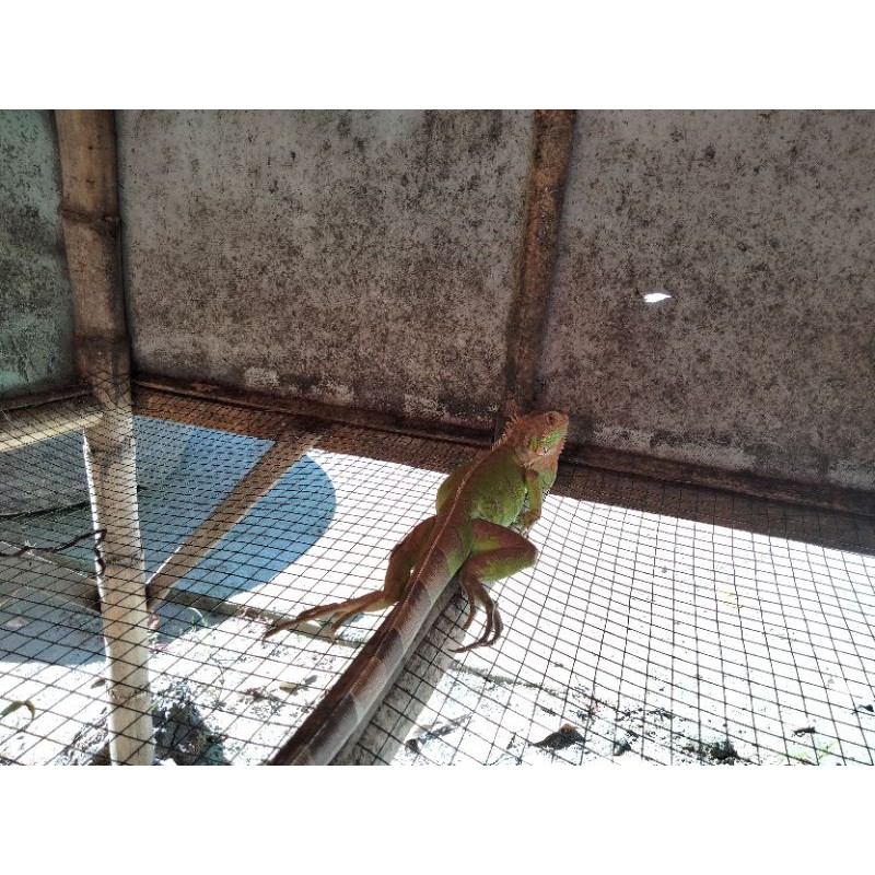 Iguana Red Mix Green Size Medium