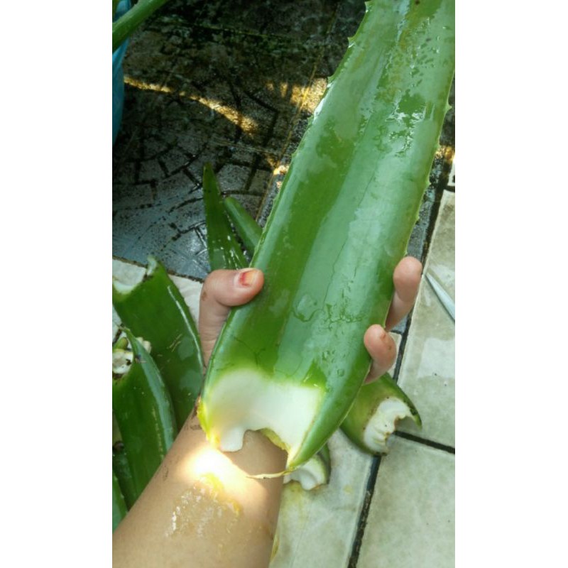 

Lidah Buaya Kupas 100gr