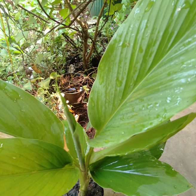 

Pohon Kunyit Kuning