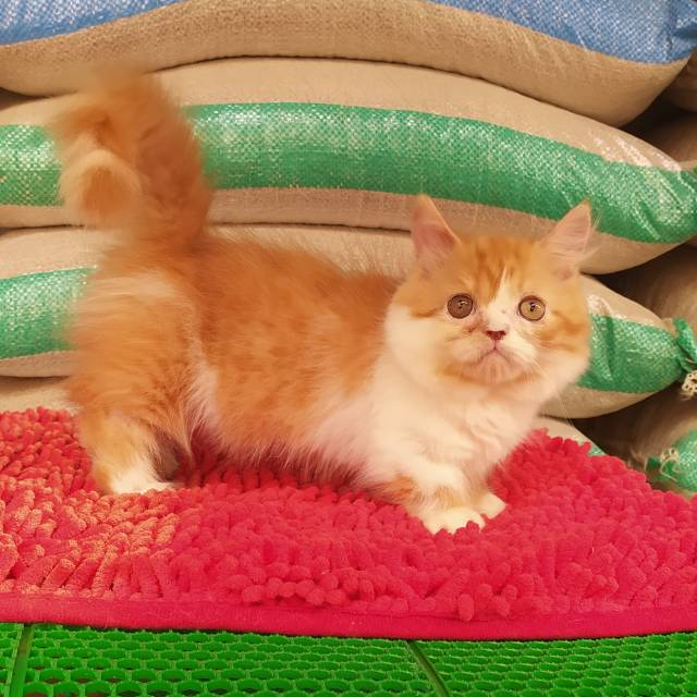 gaelic straight jantan 3 bulan