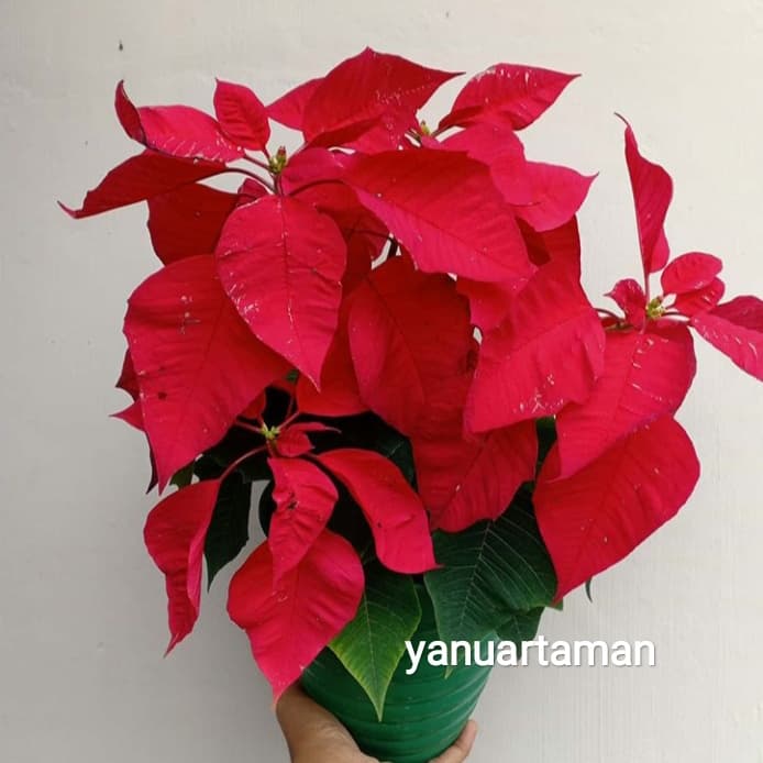 tanaman hias kastuba merah - Mawar Candy Florist - pohon kastuba