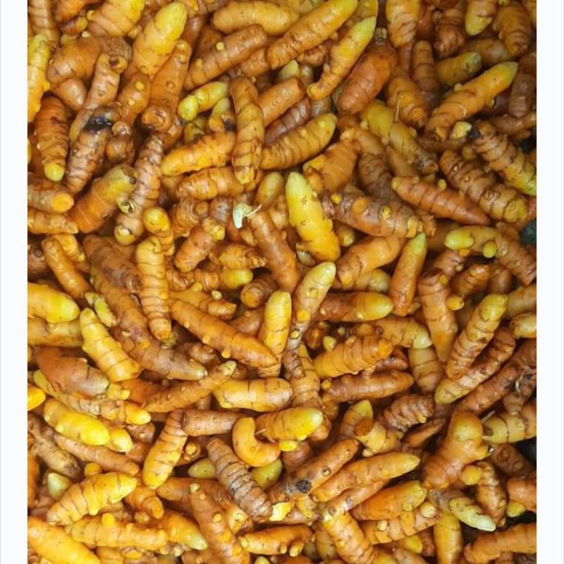 

COD kunyit 1kg kunyit kunir kunyit bersih cucian