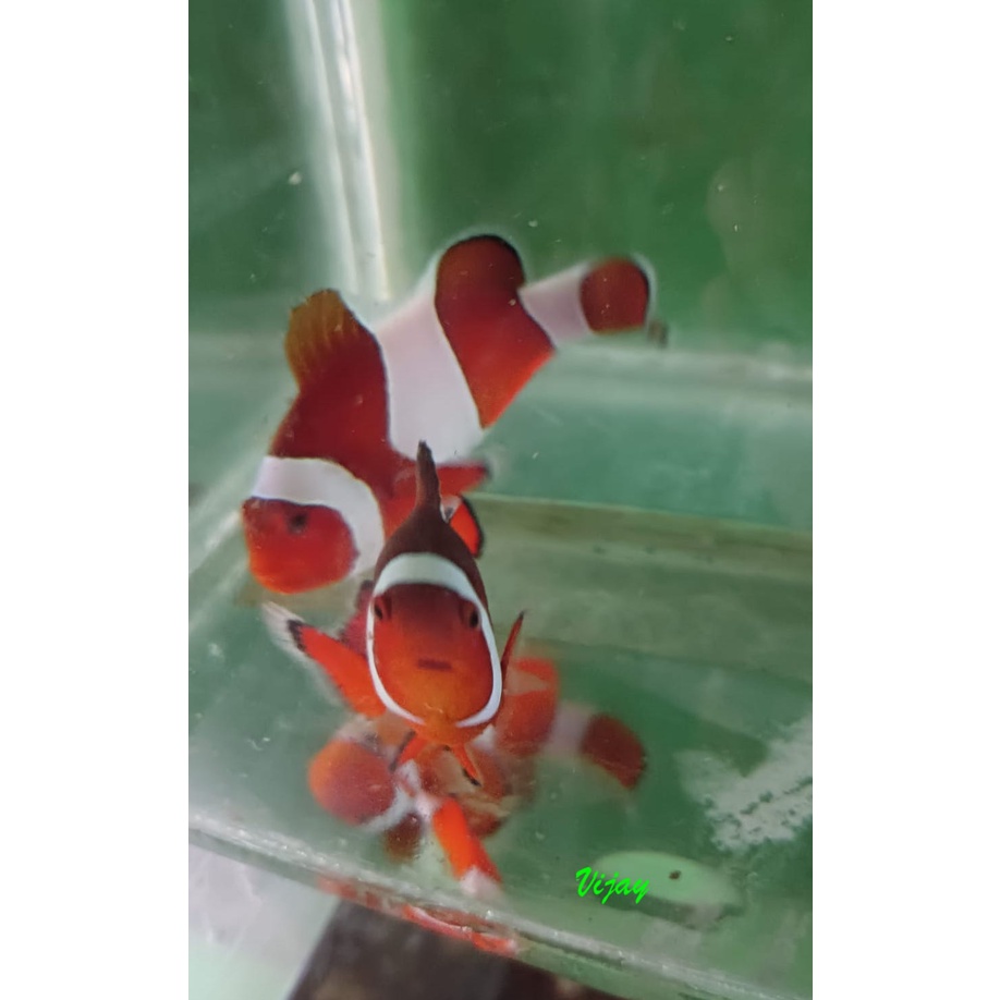 NEMO / Badut - Ikan Hias Laut / Clownfish
