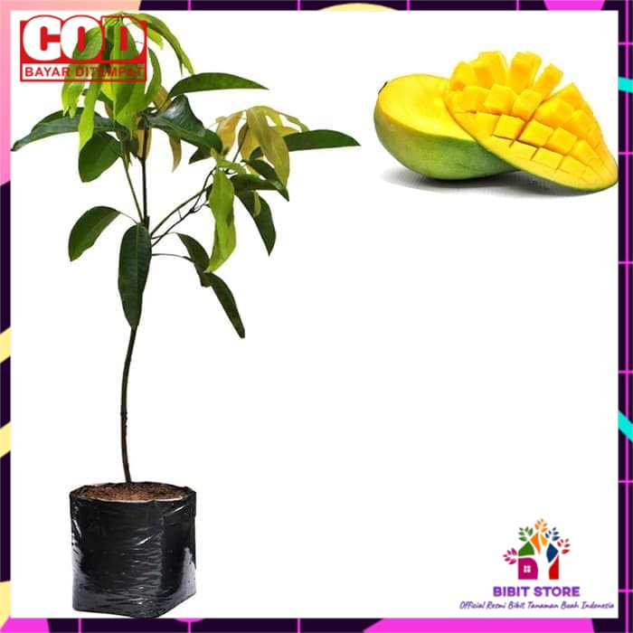 Bibit Mangga Arumanis