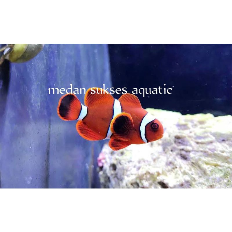 Balong / Maroon Clownfish / Ikan Hias Air Laut