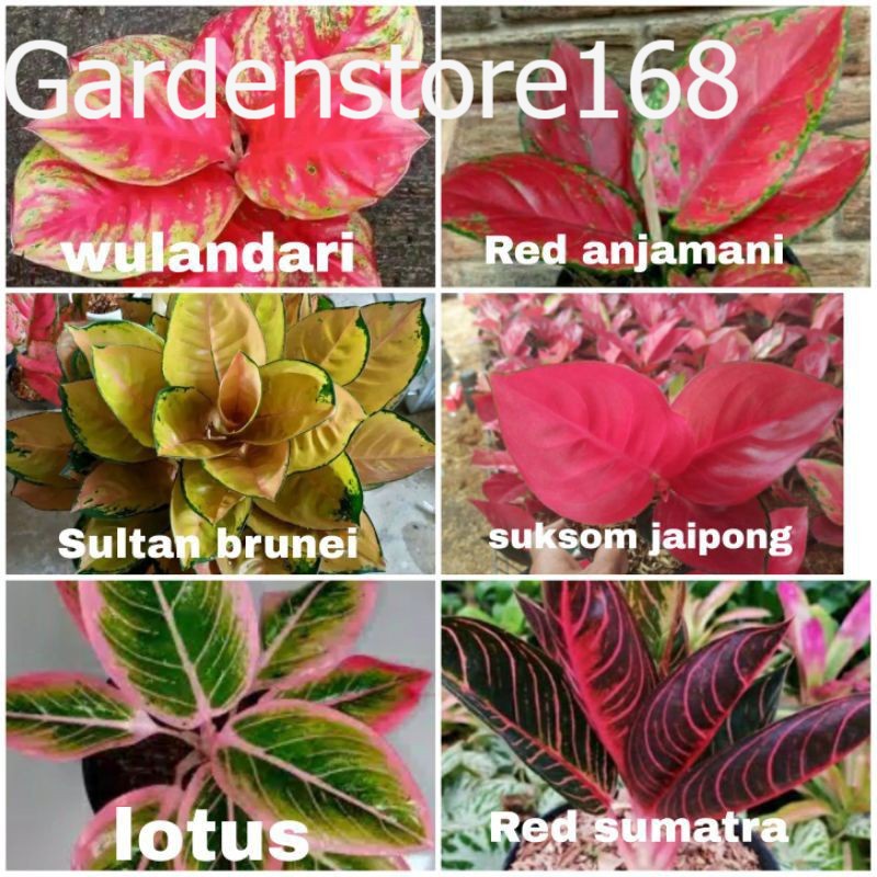 Promo Baru 6 Bibit Aglonema WULANDARI,RED ANJAMANI,SULTAN BRUNEI,SUKSOM JAIPONG,LOTUS,REDSUM Bibit a