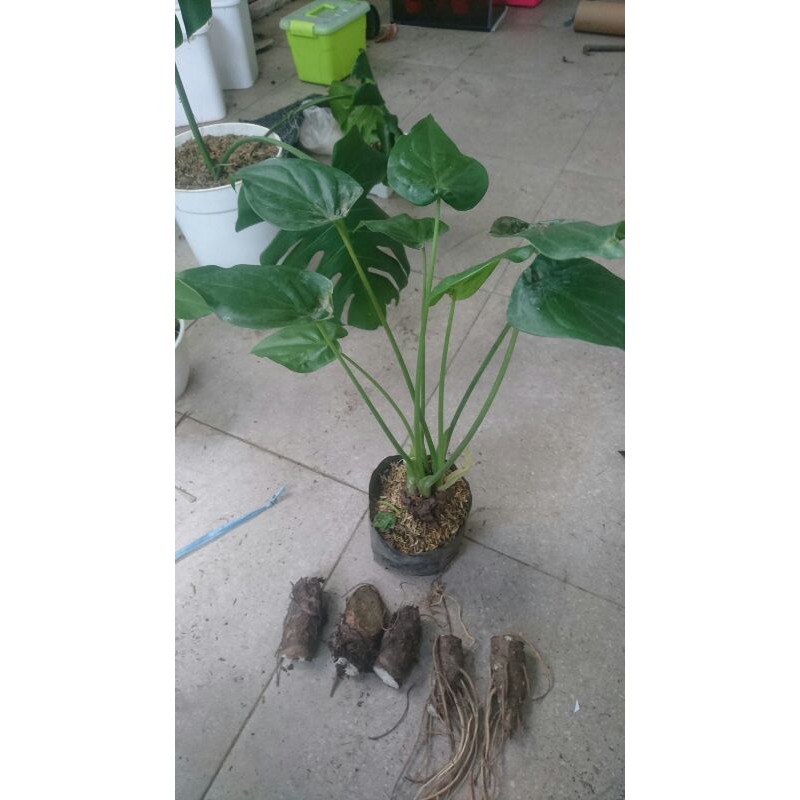 Bonggol Alocasia cucullata